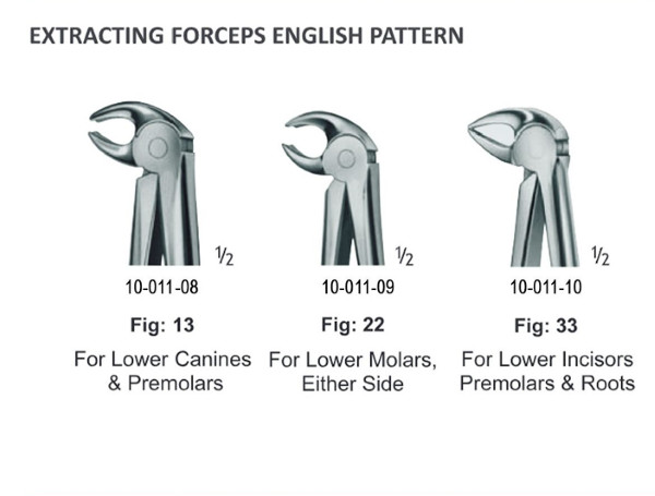  فورسپس پرمولر و سانترال پایین جویا juya 